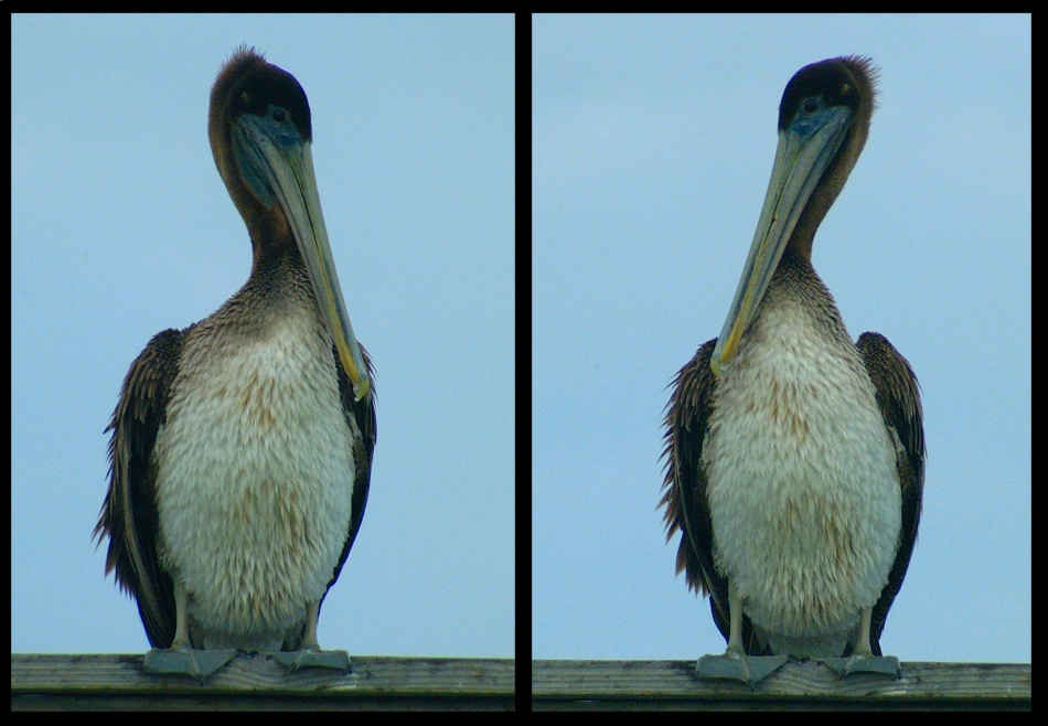 (54) pelican montage.jpg   (950x658)   200 Kb                                    Click to display next picture